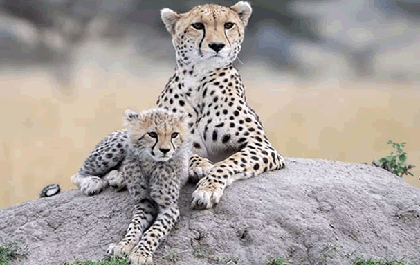 12 days kenya safari package