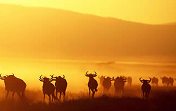 TANZANIA_SAFARIS