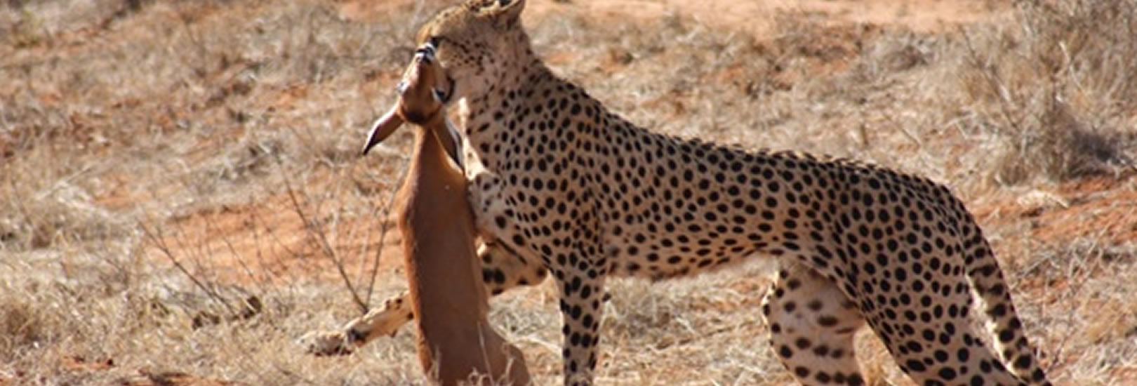 Read more about the article 4 Days Chui Kenya Safari