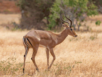 dick_dick-2-days-safari-tsavo-east-west-national-park