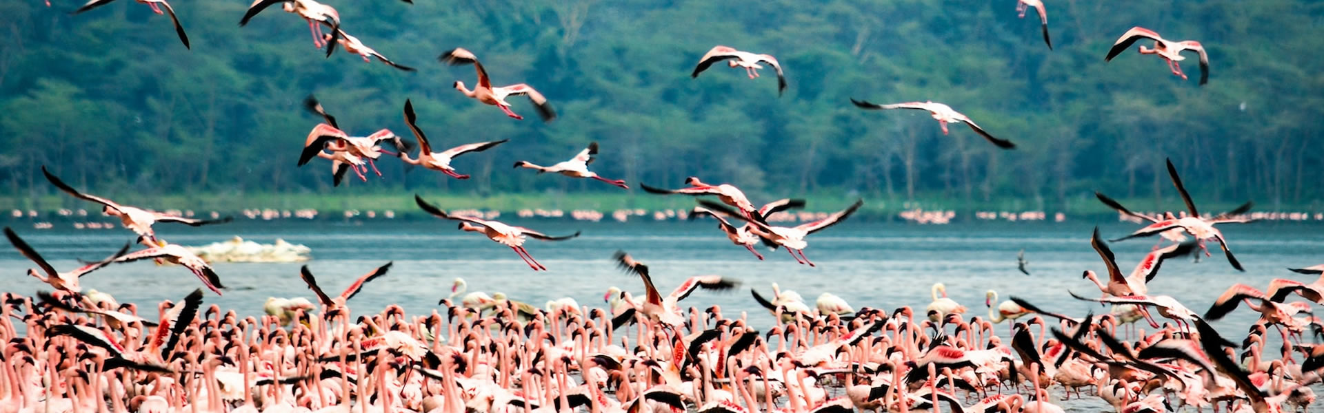 Flamingos Lake nakuru
