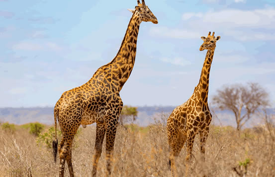 1_day_tsavo_east