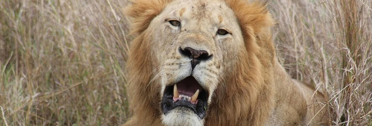 5_days_tsavo_east_ambosel2