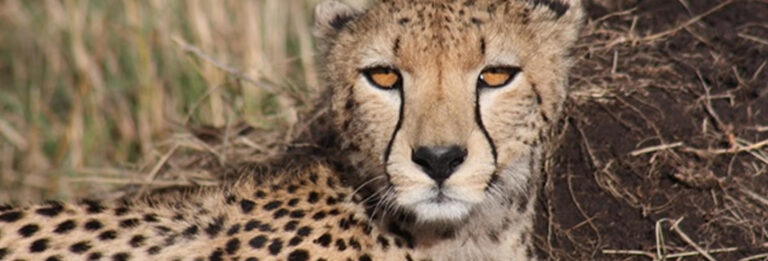 5_days_tsavo_east_amboseli