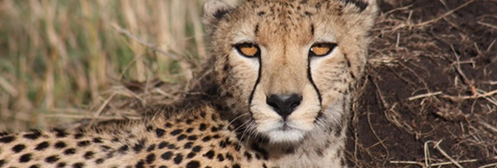 Read more about the article 7 Days Animal desire safari