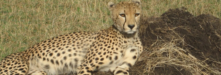 7 Day Kenya Mlima Safari