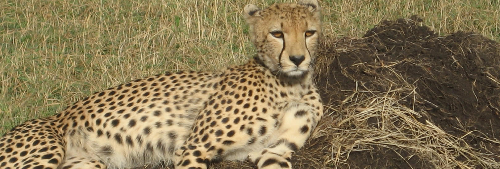 Read more about the article 7 Day Kenya Mlima Safari!