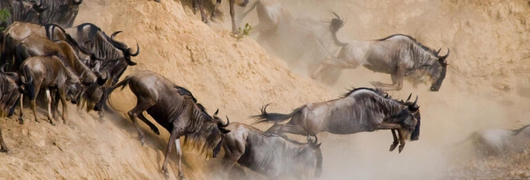 8_days_maaasai_mara_kenya_safari