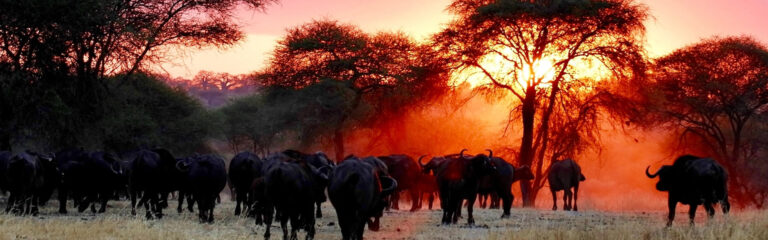 Rhino Safari – 9 Days