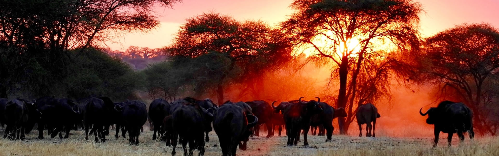 Read more about the article Bush to Island Safari – 13 Days Tanzania & Zanzibar