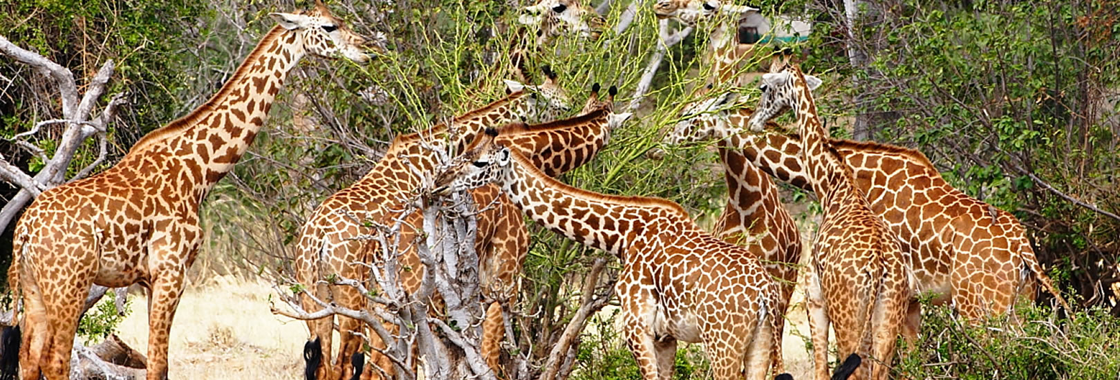 Read more about the article 5 Days Giraffe Kenya Safari