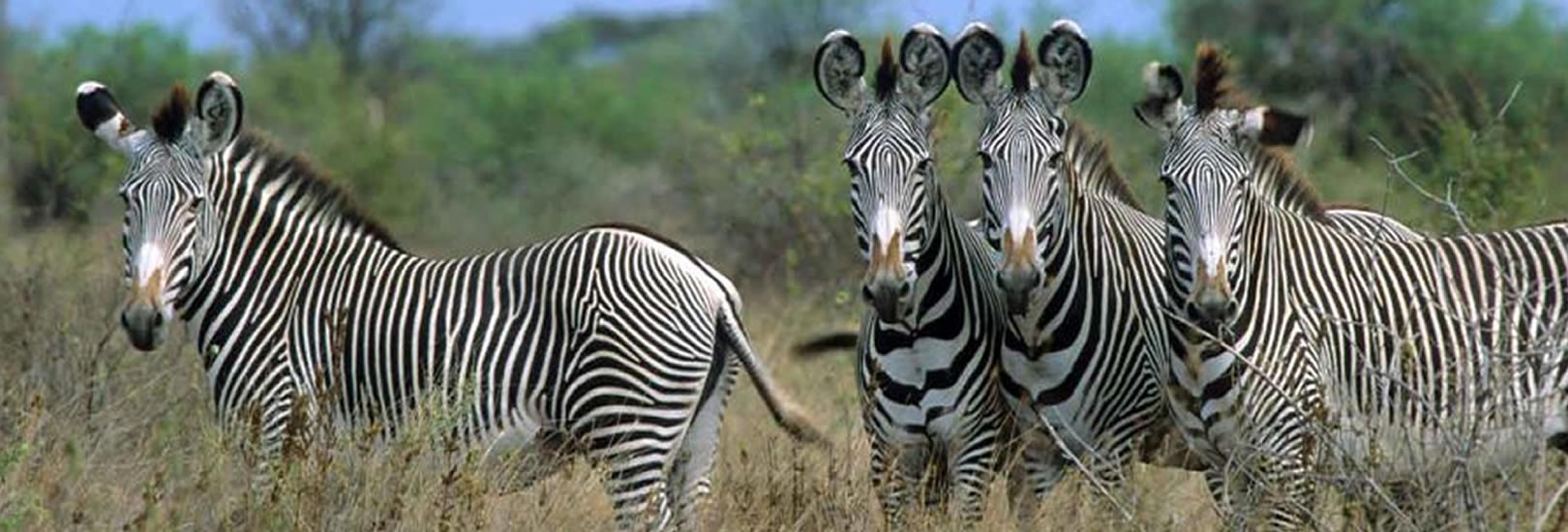 12 days Kenya Safari Package