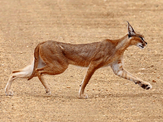 Wild Jackal Safari
