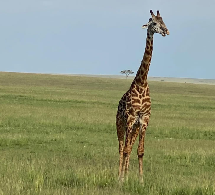 7 days kenya safaris