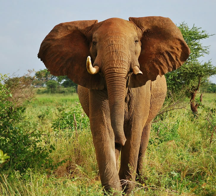 12 Days Tourist choice Safari