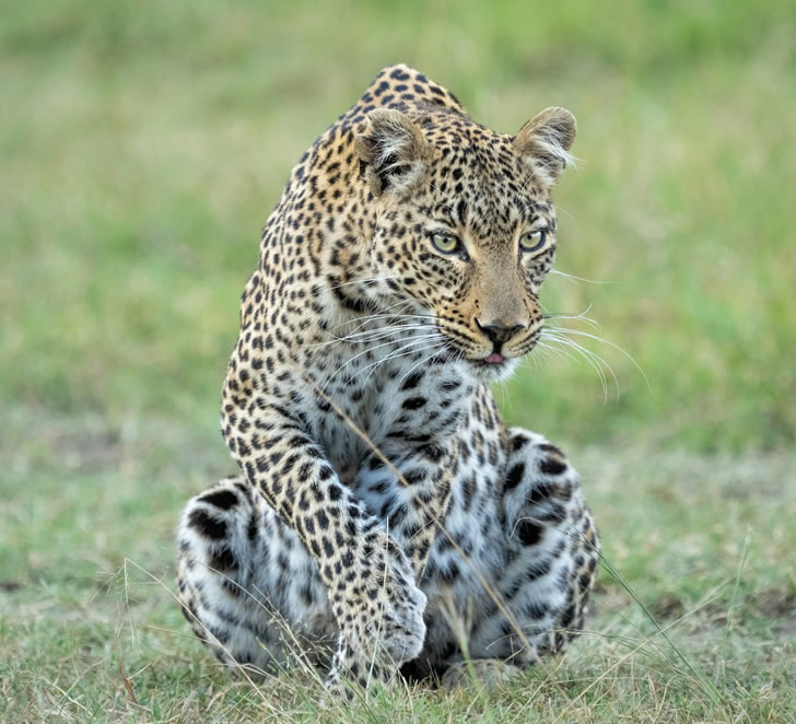 14 days lake nakuru-Masai-Mara-tsavo-east-amboseli