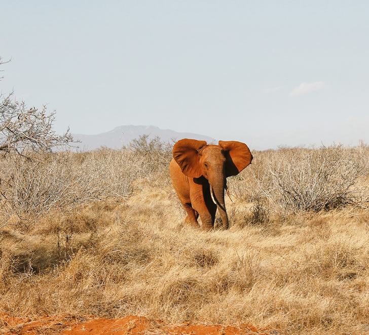 14 days lake nakuru-Masai-Mara-tsavo-east