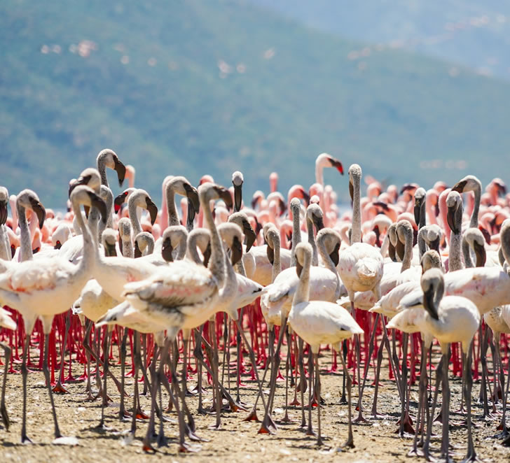 14 days lake nakuru