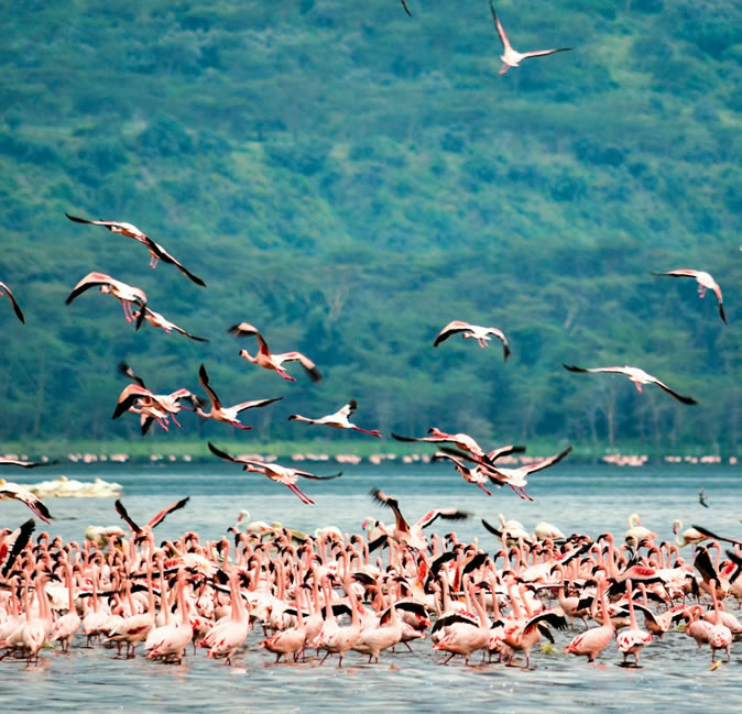 lake nakuru national park