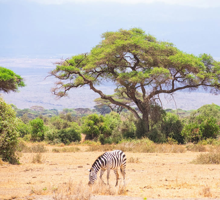 tsavo east-amboseli