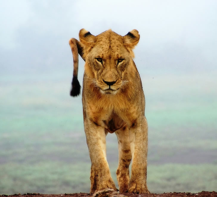 tsavo east