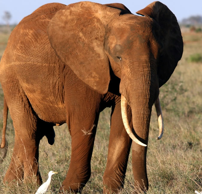 tsavo national park