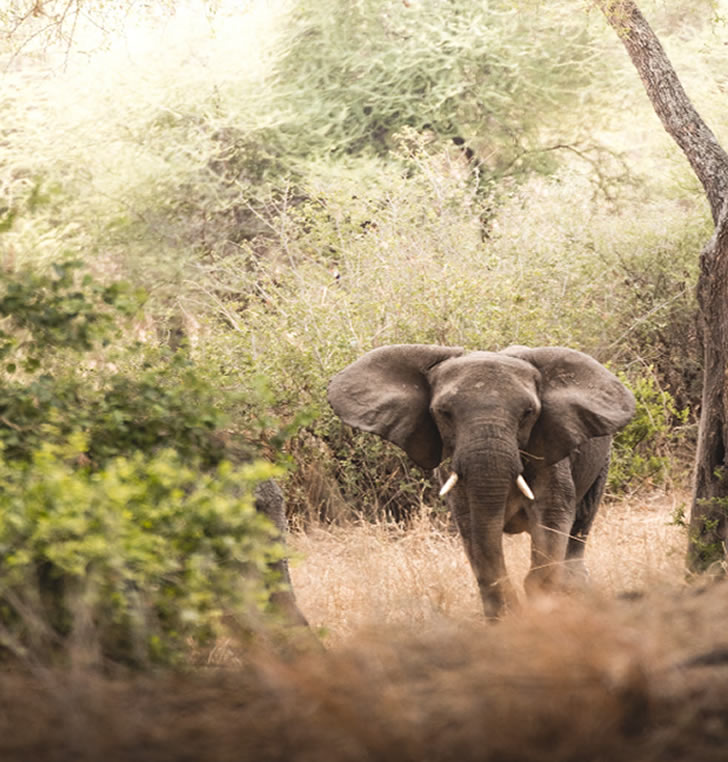 lake manyara
