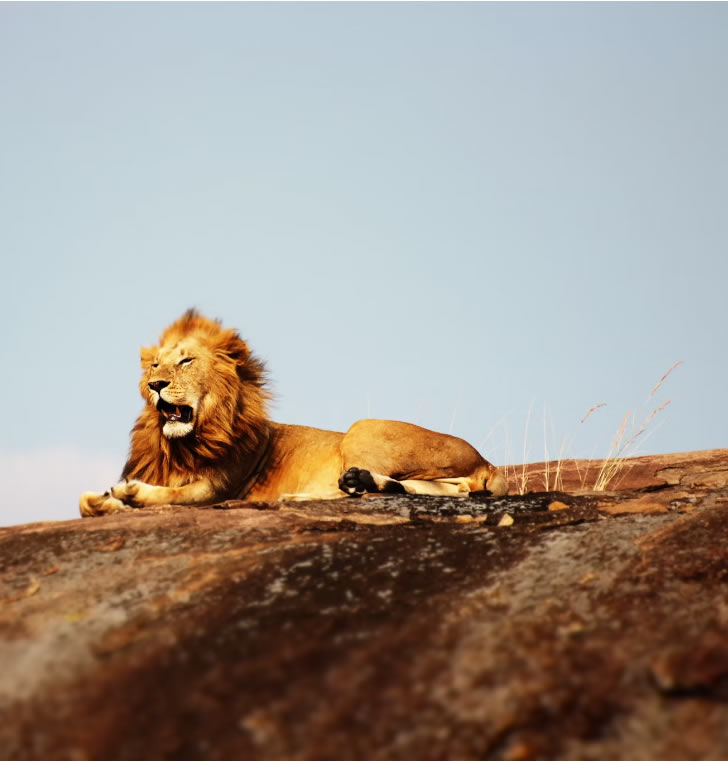 serengeti national park