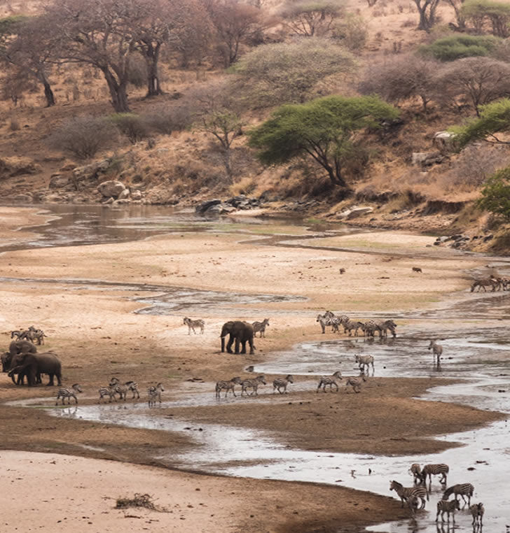 tarangire